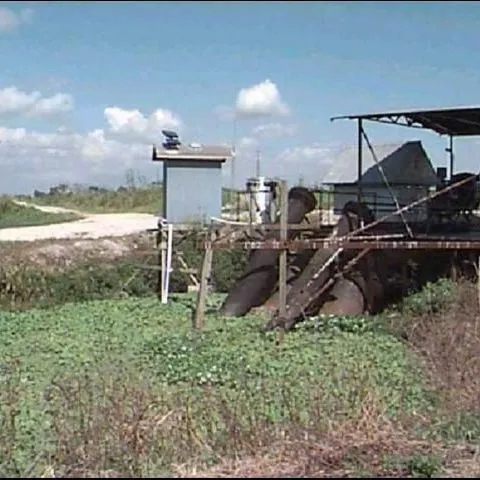thumbnail for publication: Particulate Phosphorus in the Everglades Agricultural Area: I—Introduction and Sources